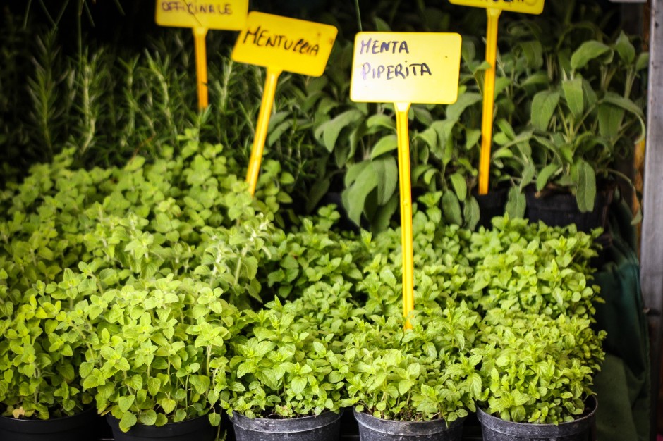 piante 940x626 Il Farmers market a Roma